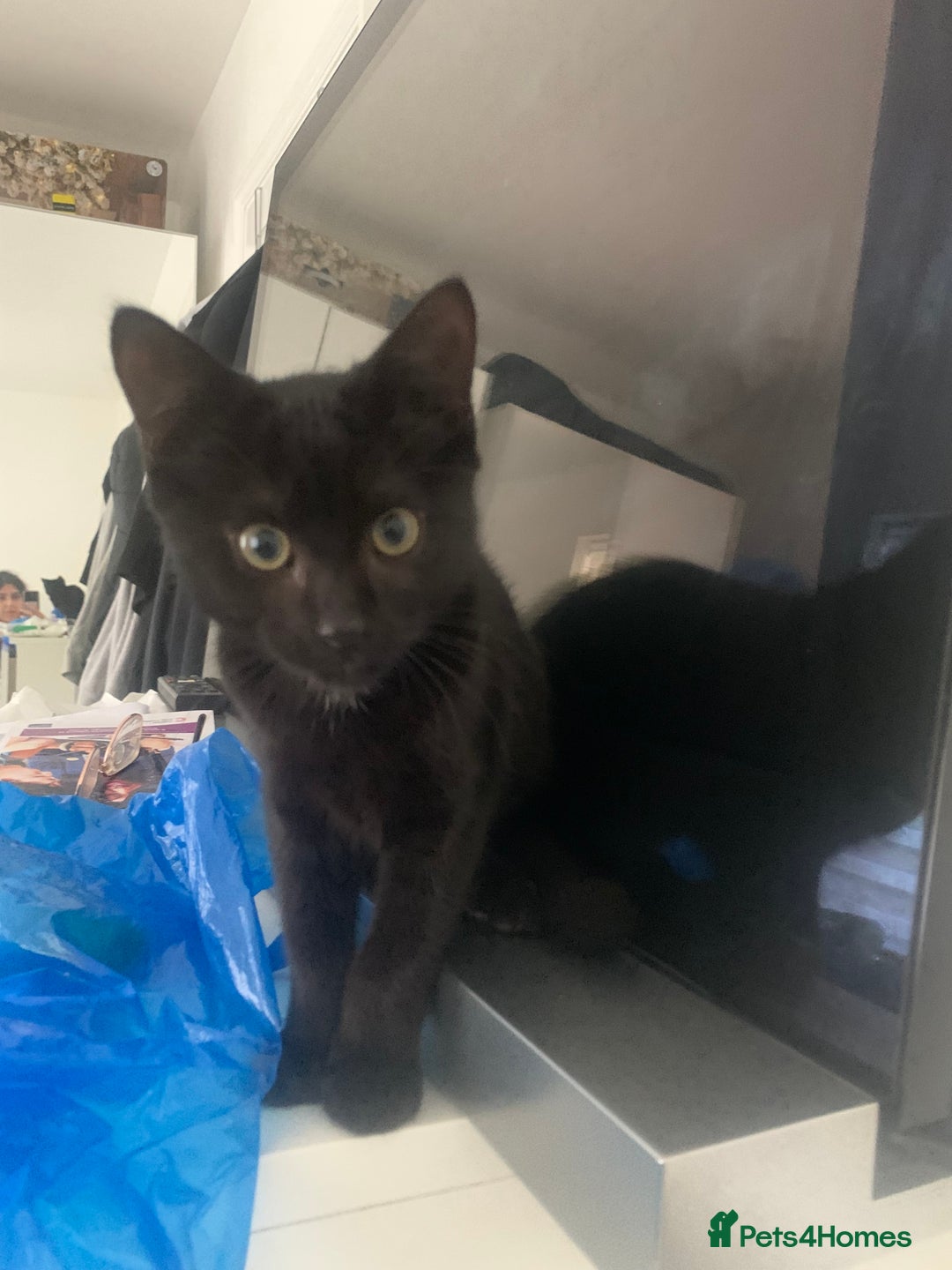 Mixed Breed cats for sale: Black Kitten/Green Eyes - MALE - Image 3