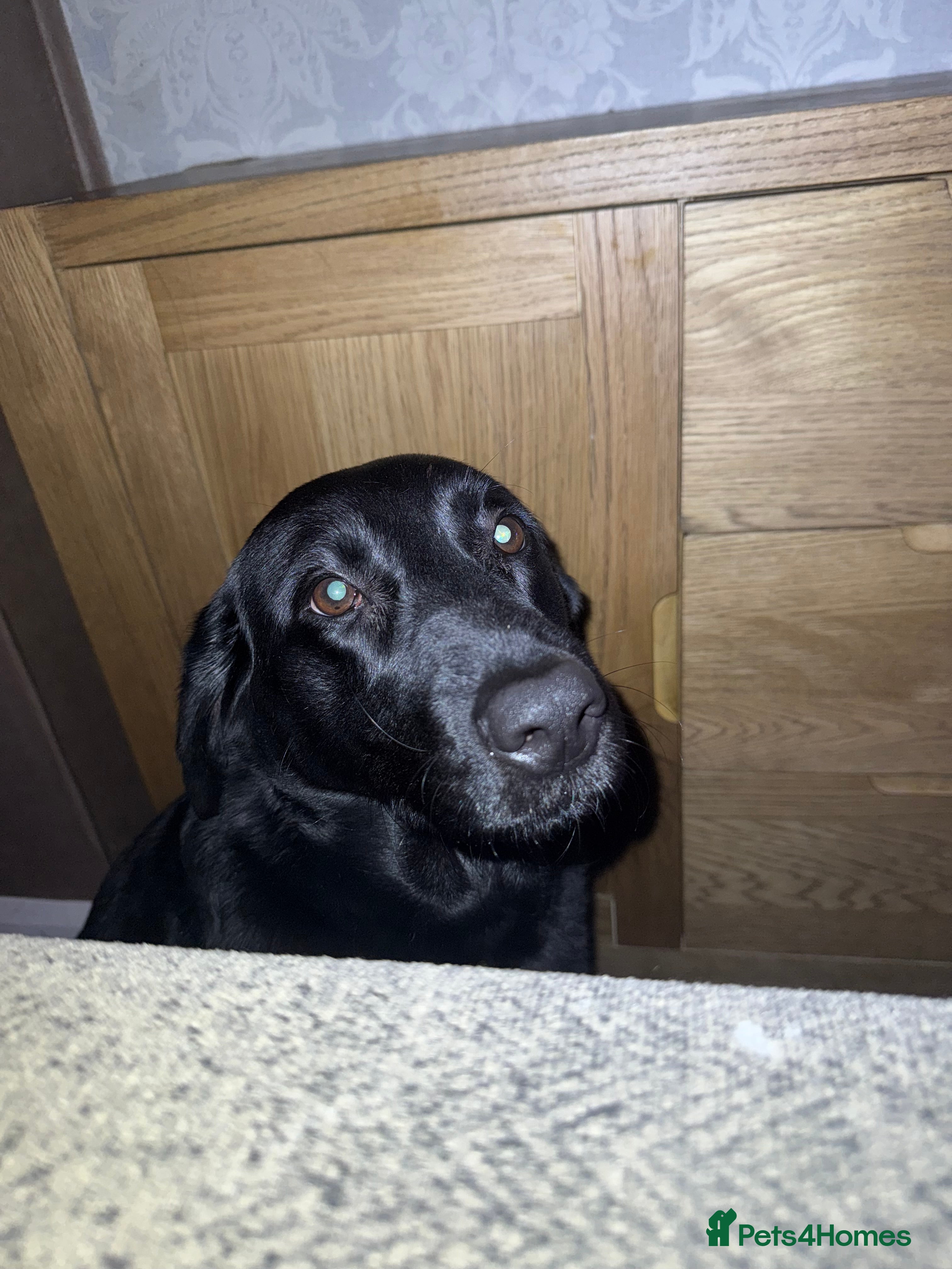 Labrador Retriever dogs Labrador retrevier - Advert 2