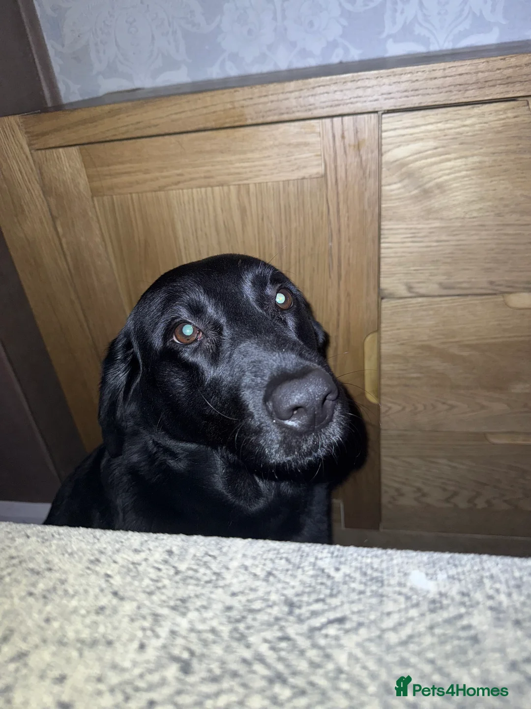 Labrador Retriever dogs for sale: Labrador retrevier - Advert 1