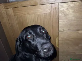 Labrador Retriever dogs Labrador retrevier - Advert 1