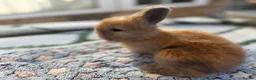 Angora rabbits for sale: Angora - Advert 4