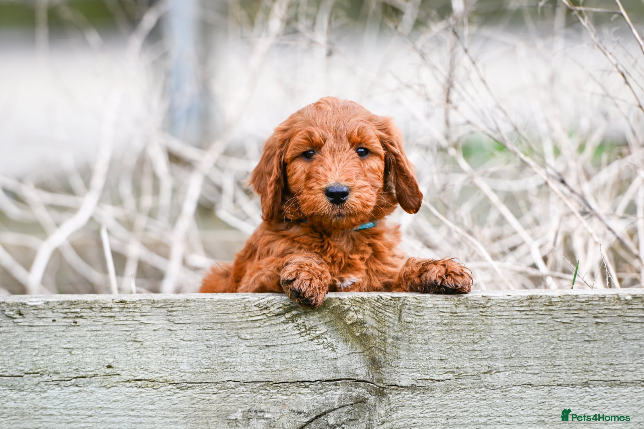 Mini Goldendoodle dogs *Stunning Mini Goldendoodles*   - Advert 2
