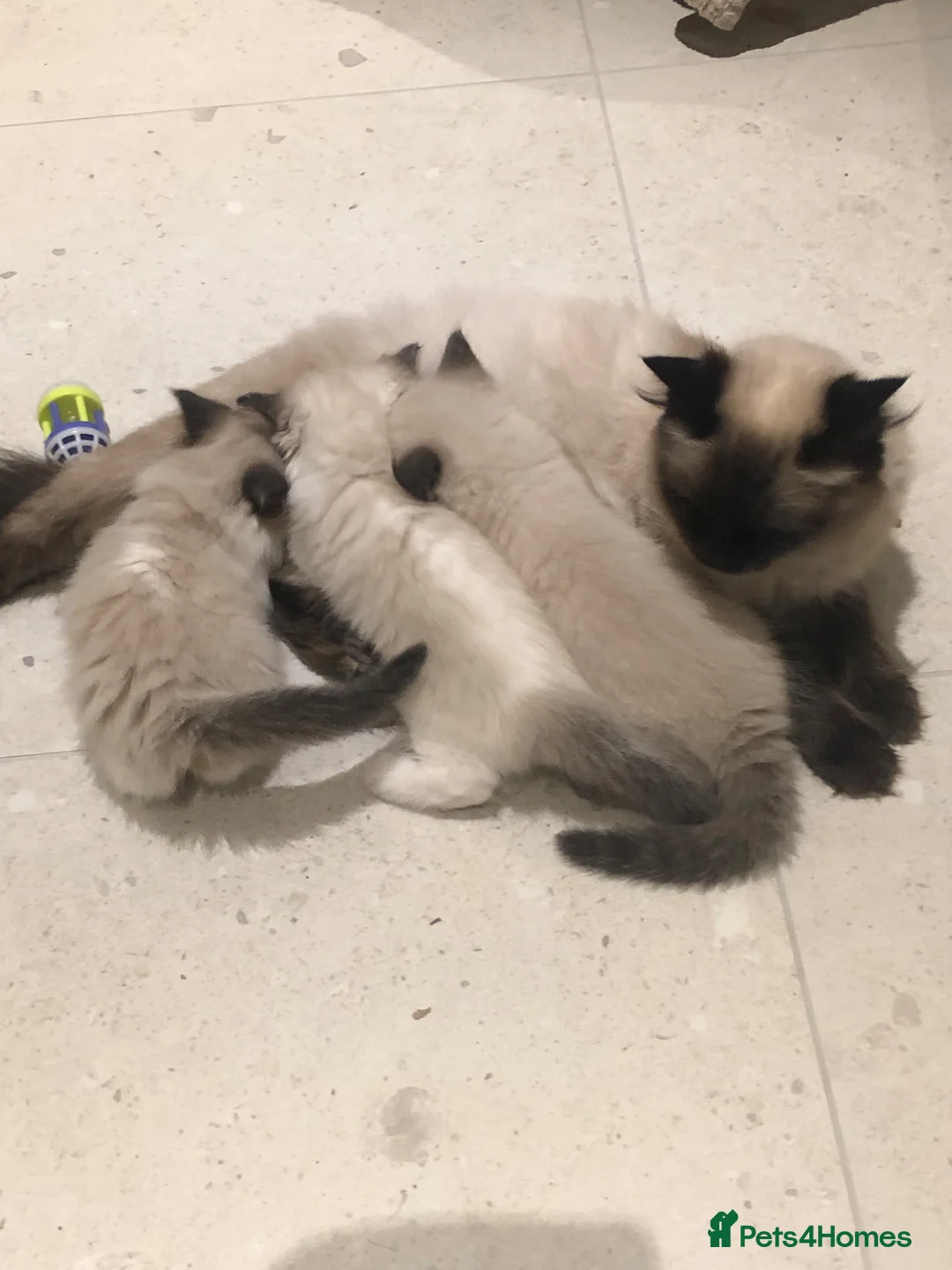 Ragdoll cats for sale: Beautiful ragdoll kitties  - Advert 21