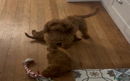 Toy Poodle dogs for sale: Gorgeous KC Toy Poodles  - Image 14