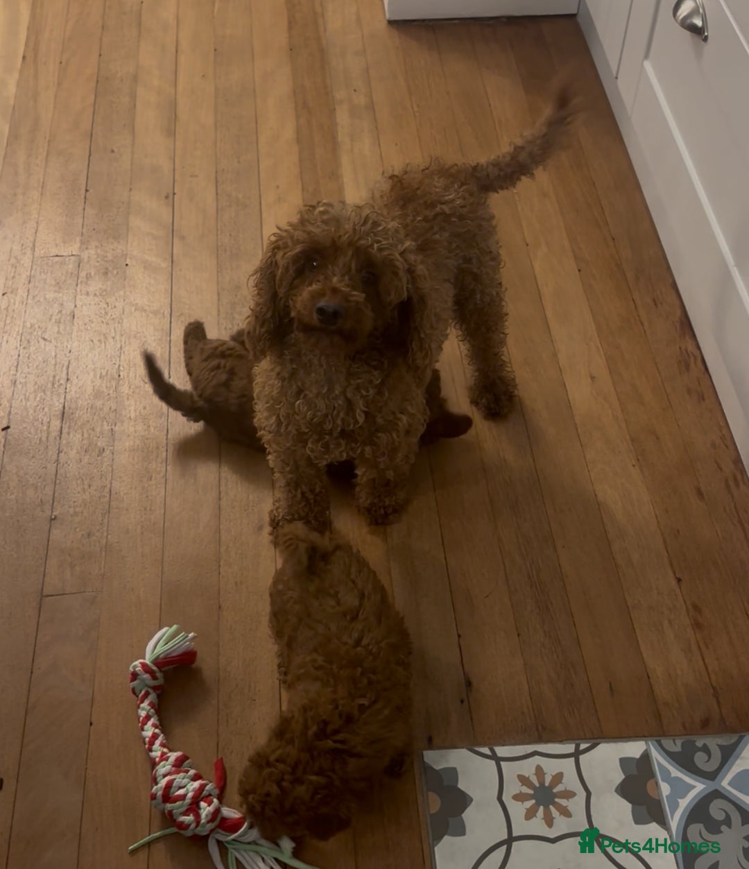 Toy Poodle dogs for sale: Gorgeous KC Toy Poodles  - Image 14