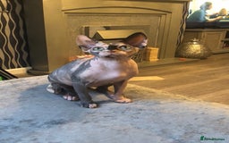 Sphynx cats for sale: ** Glittery Blue/Cream Torti Sphynx Girl ** - Image 15