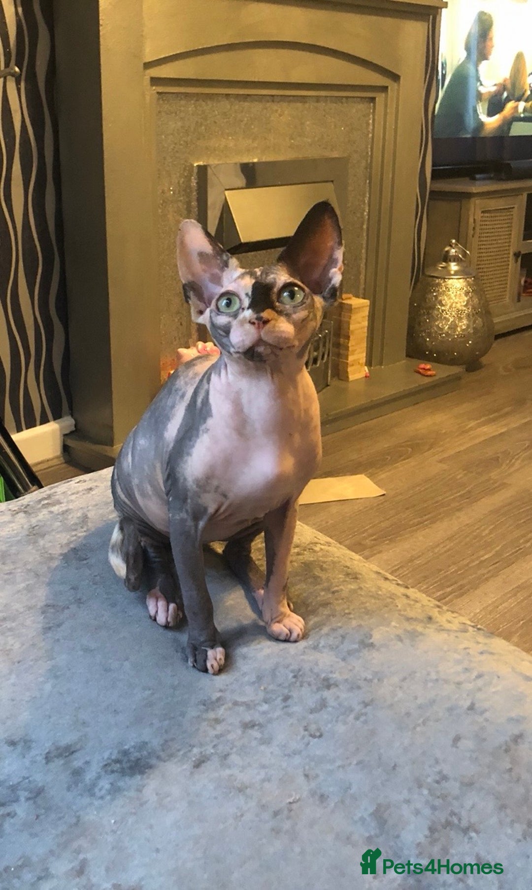 Sphynx cats for sale: ** Glittery Blue/Cream Torti Sphynx Girl ** - Image 15