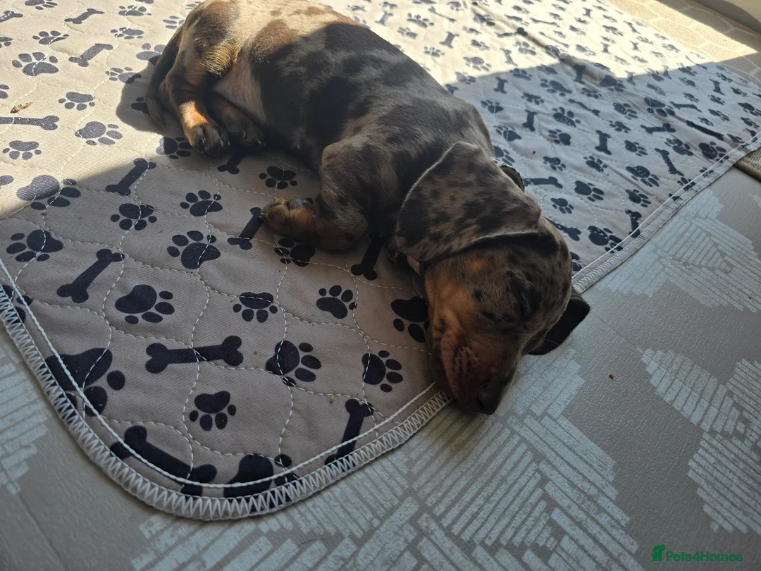 Miniature Dachshund dogs for sale: Miniature dachshund  in Pontypool - Advert 2