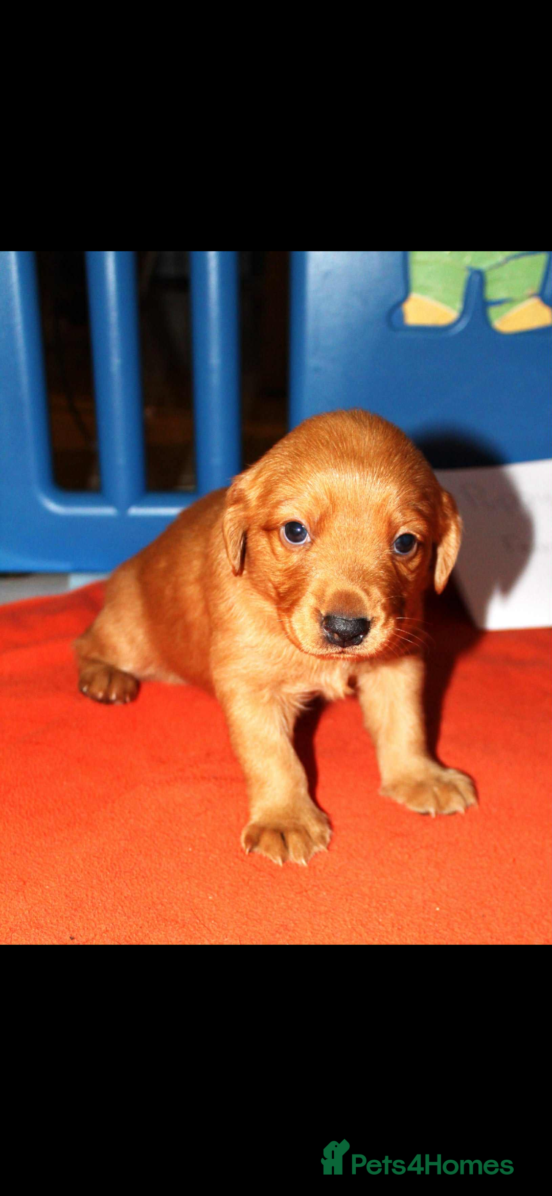 Cockerdor dogs for sale: Lovely Cockerdor puppies for sale  - Advert 21