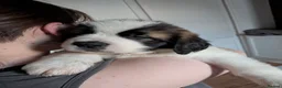 Saint Bernard dogs for sale: Saint Bernards KC registered, Hip and Elbow scored - Advert 4