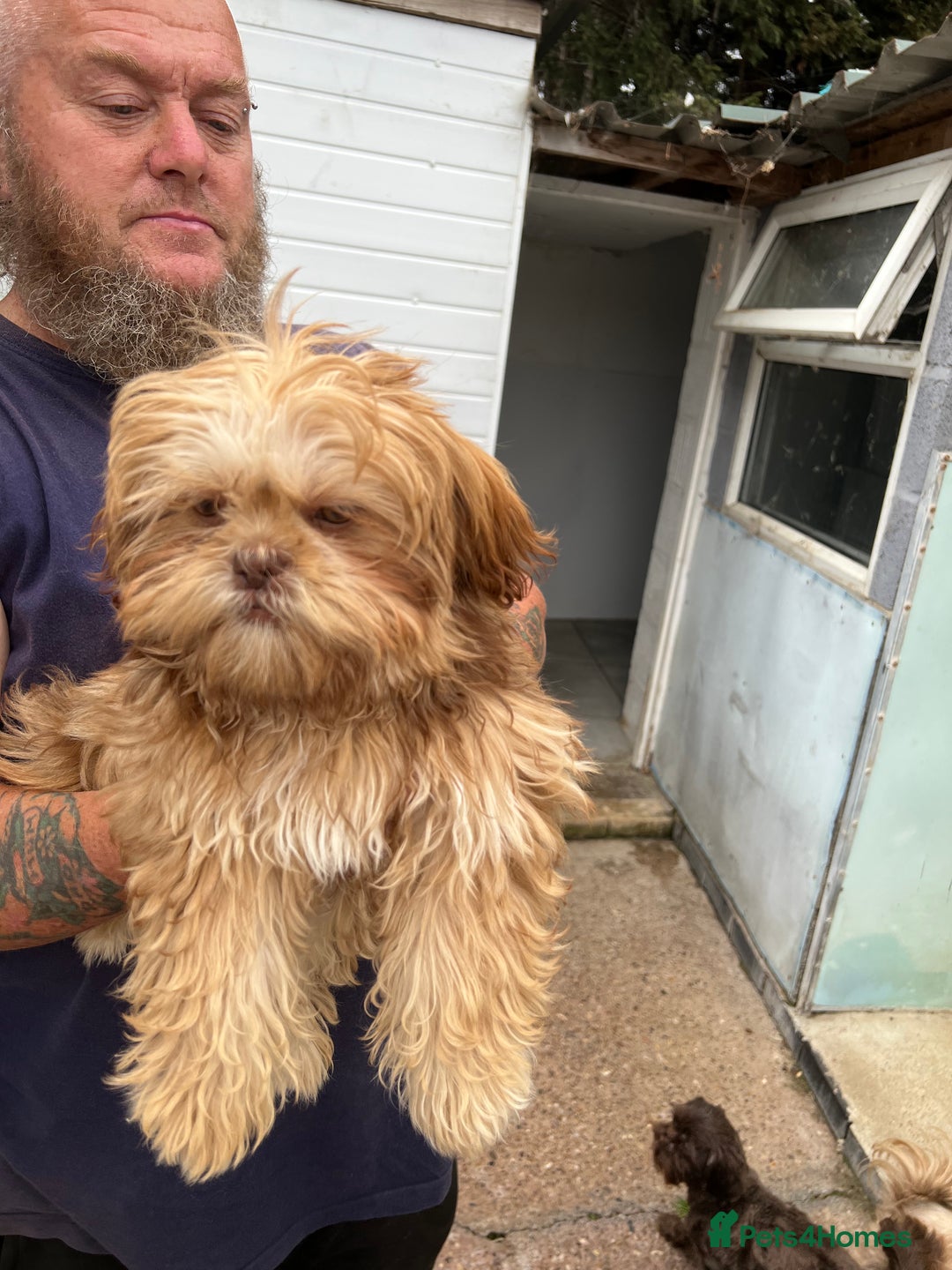Shih Tzu dogs for sale: Shih tzu bitch - Image 1