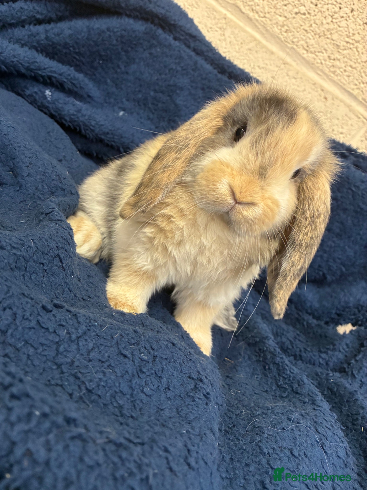Mini Lop rabbits Mini Lop Bunnies - Advert 2