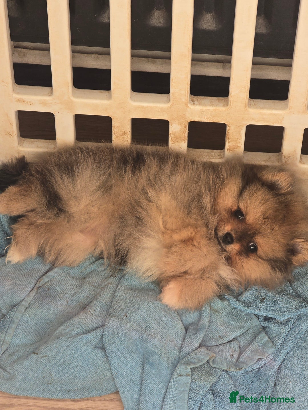 Pomeranian dogs for sale: Female merle pom - Advert 2