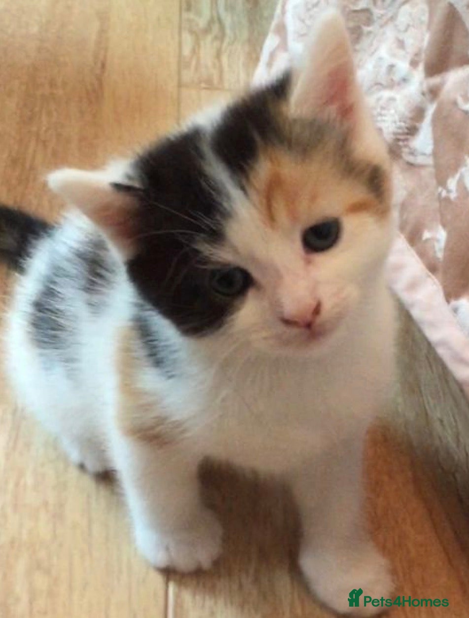 Mixed Breed cats Calico kitten  - Advert 17