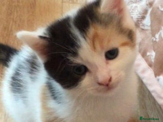 Mixed Breed cats Calico kitten - Advert 1