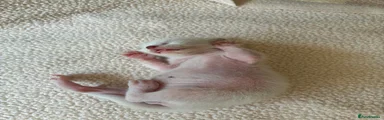 Siamese 1