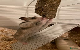 Hamster rodents for sale: Female Hamster (Minnie) - Image 3