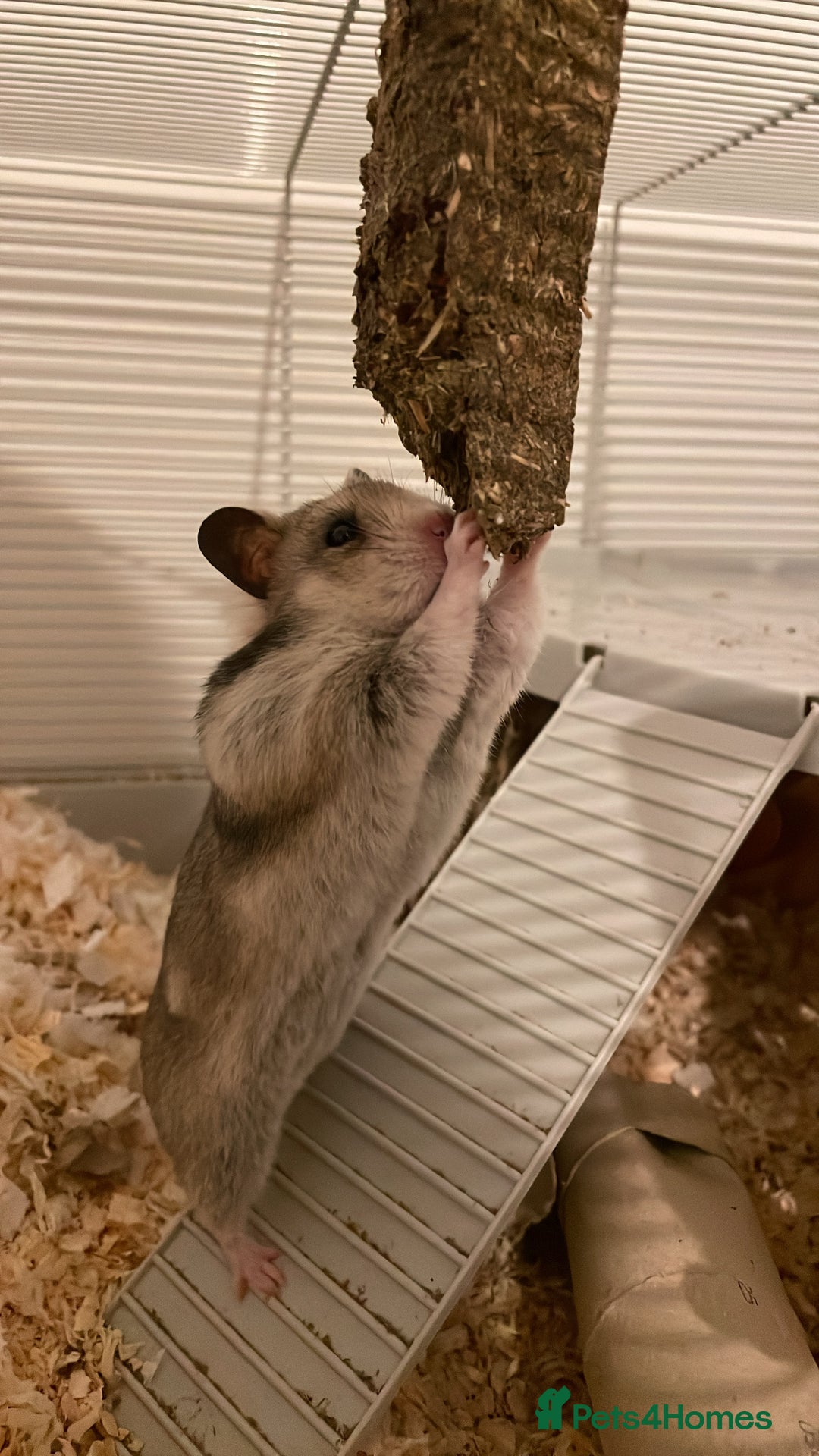Hamster rodents for sale: Female Hamster (Minnie) - Image 3