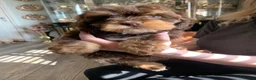 Cockapoo dogs for sale: Cocker poodle.puppies for sale in Alnwick - Advert 3