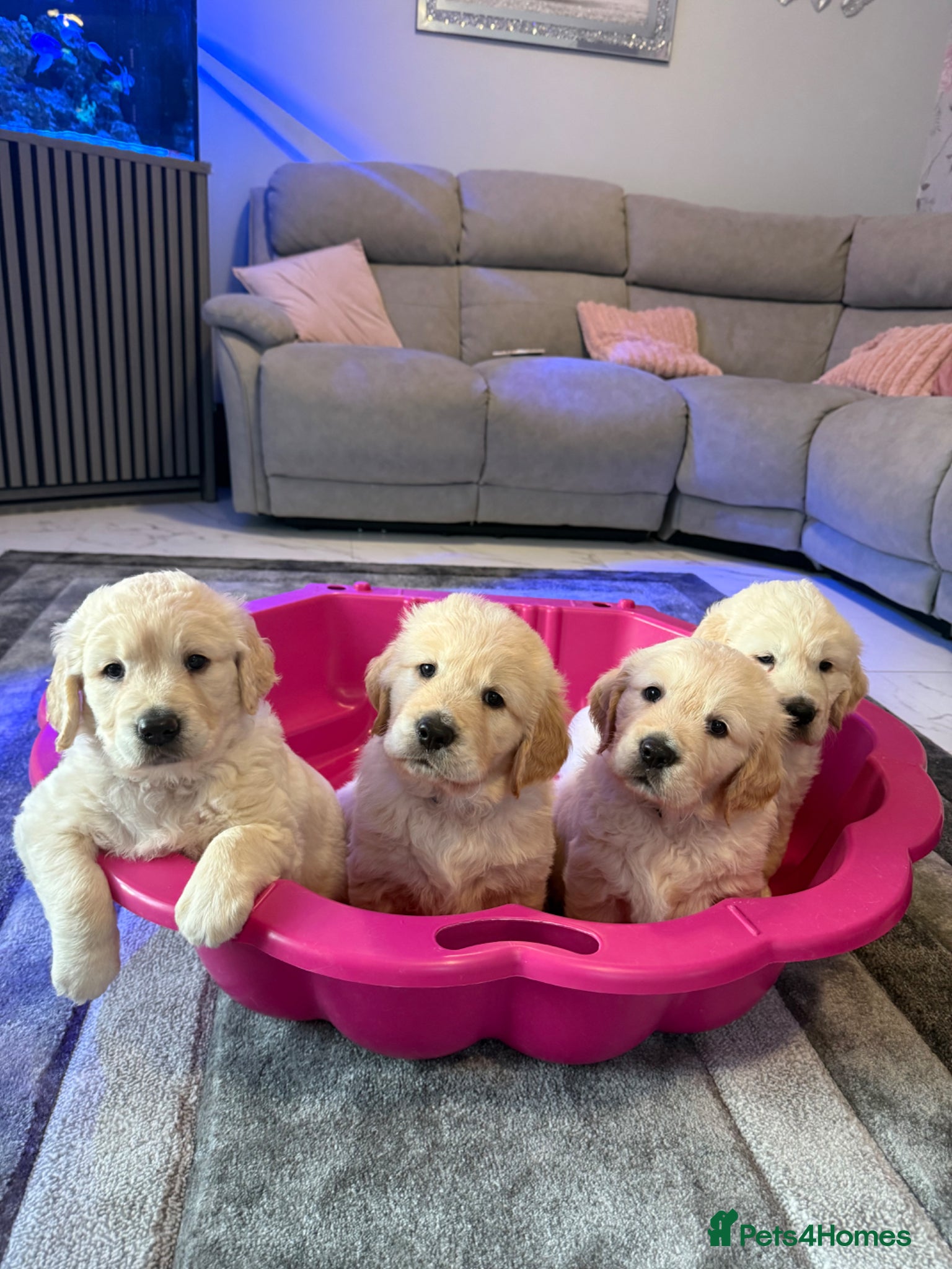 Golden Retriever dogs Beautiful chunky golden retriever puppies  - Advert 2