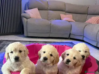 Golden Retriever dogs Beautiful chunky golden retriever puppies - Advert 1