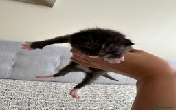 British Shorthair cats for sale: British Short kittens - Image 2