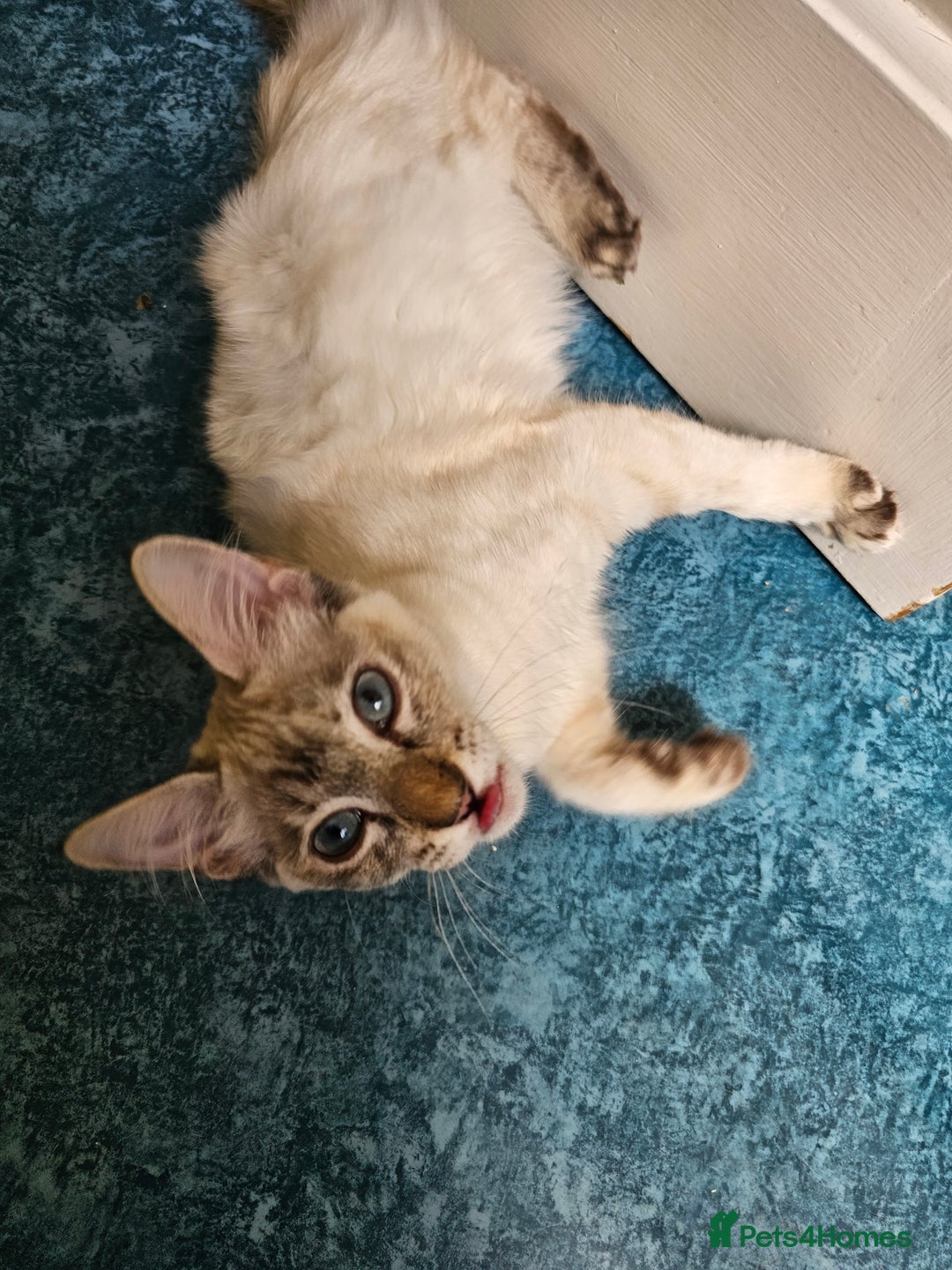Siamese cats for sale: Beautiful Siamese x sphynx x kittens in Salisbury - Image 32