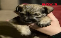 Miniature Schnauzer dogs for sale: Miniature Schnauzer puppies kc reg Ready to view - Image 4