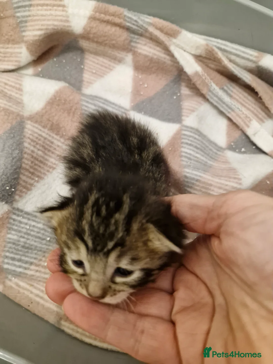 Bengal cats for sale: Bengal/Bsh cross Havana Brown kittens - Advert 28