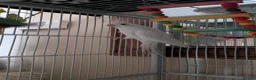 Cockatiels birds for sale: Cockatiel for sale with or without cage in Batley - Advert 2