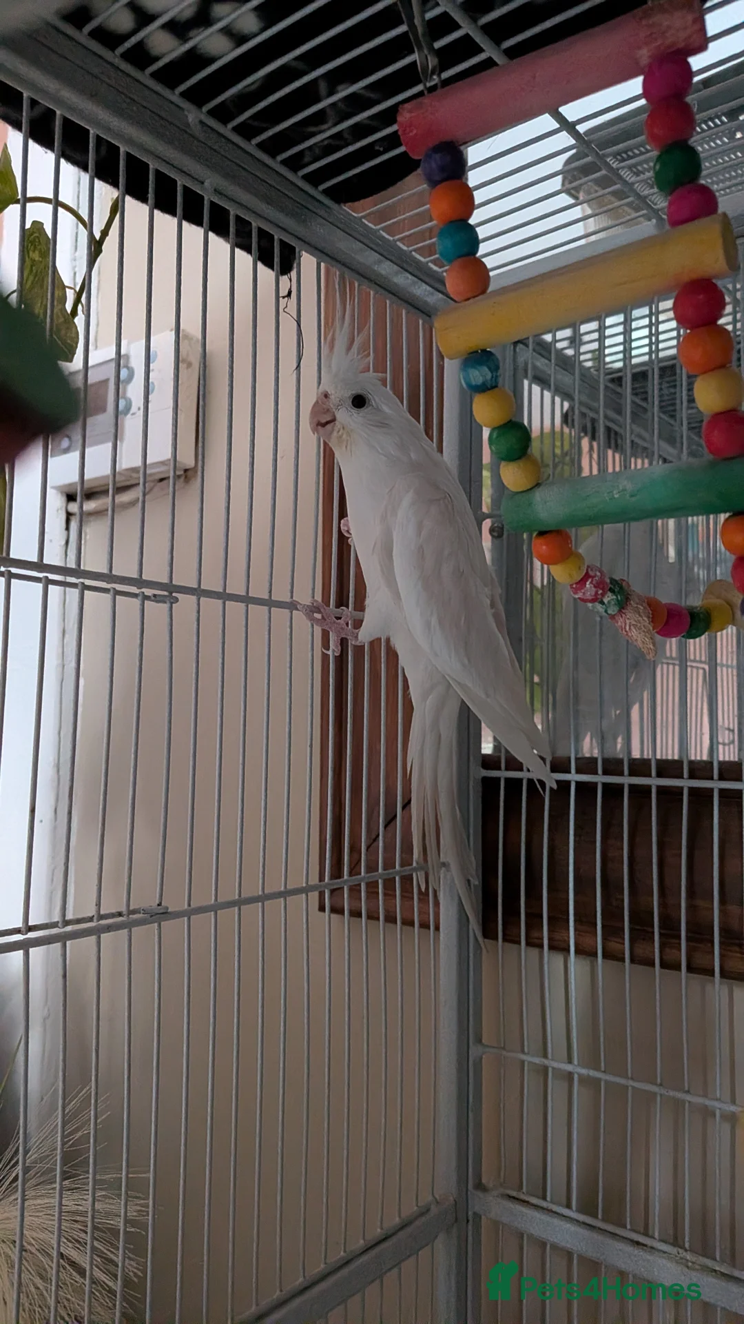 Cockatiels birds for sale: Cockatiel for sale with or without cage in Batley - Advert 2