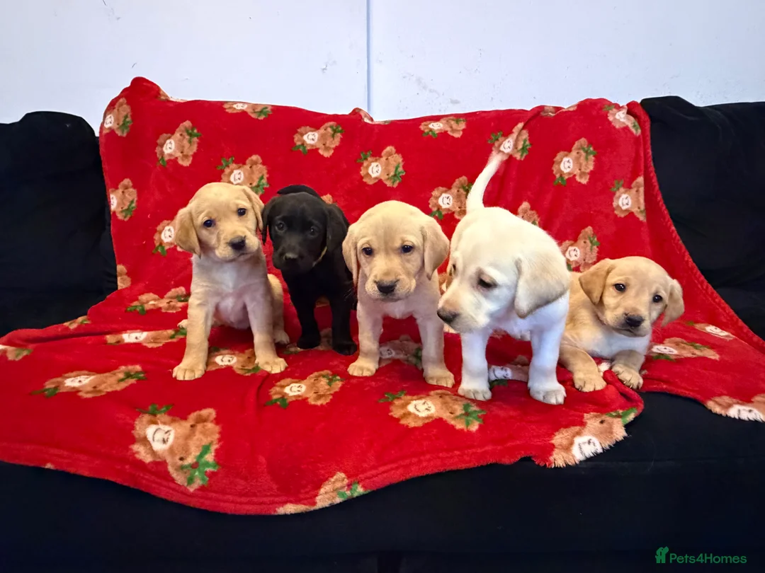 Labrador Retriever dogs for sale: Now have 5 Labrador Retriever Puppies for Sale 🐾 - Advert 2