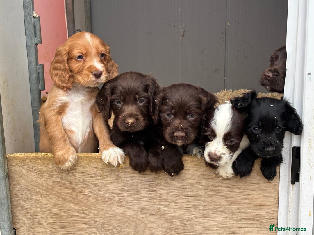 Cocker Spaniel dogs for sale: Cocker spaniel pups  - Advert 4
