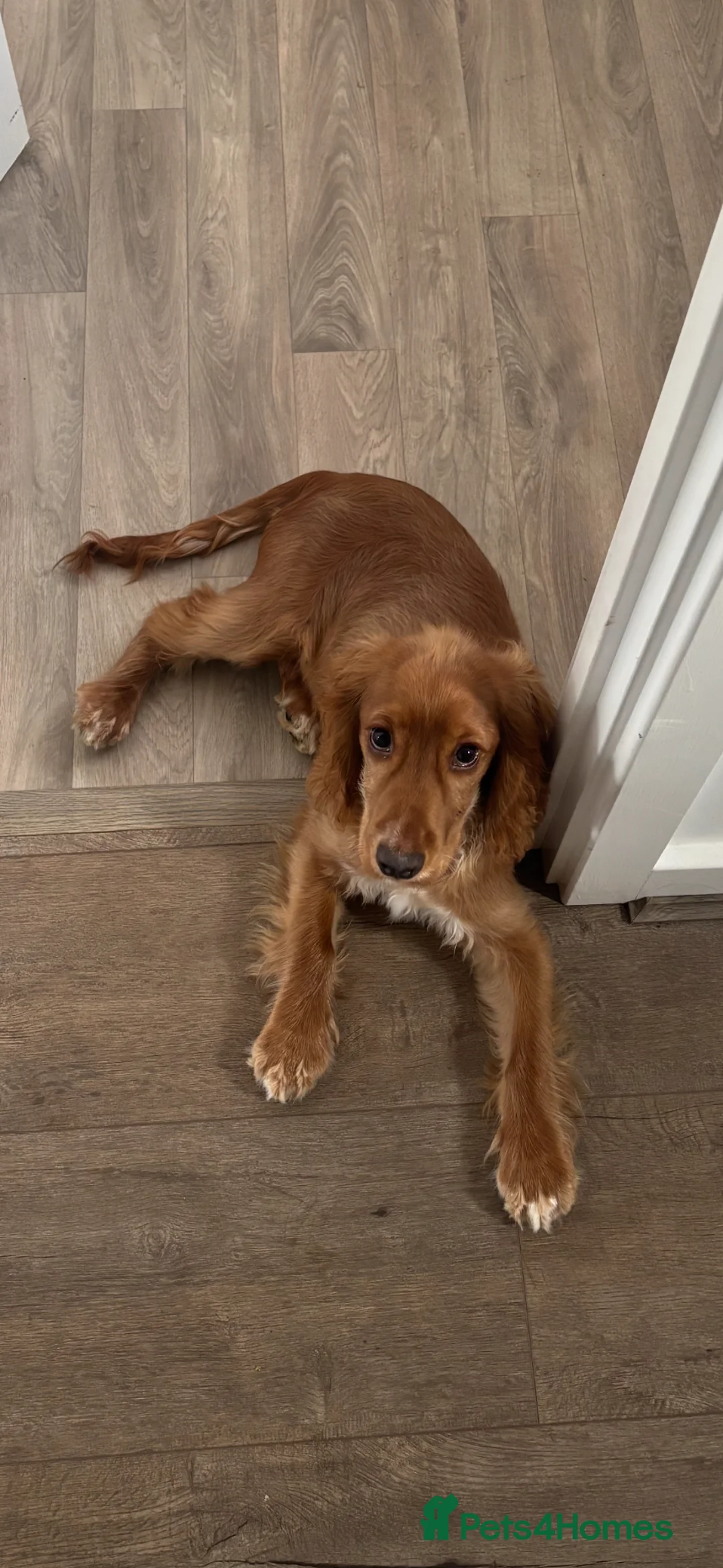 Cocker Spaniel dogs for sale: Show cocker spaniel. Male  - Advert 3