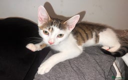 British Shorthair cats for sale: Last male kitten for sale  - Image 5