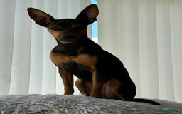 Miniature Pinscher dogs for sale: Miniature Pincher Puppies  - Image 14