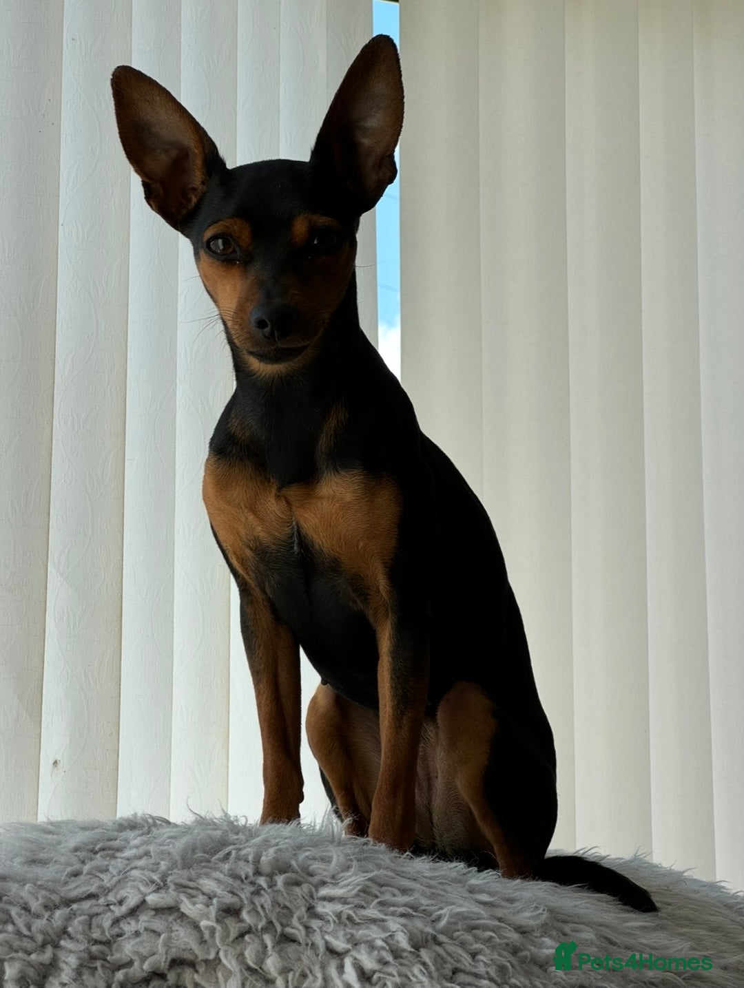 Miniature Pinscher dogs for sale: Miniature Pincher Puppies  - Image 14