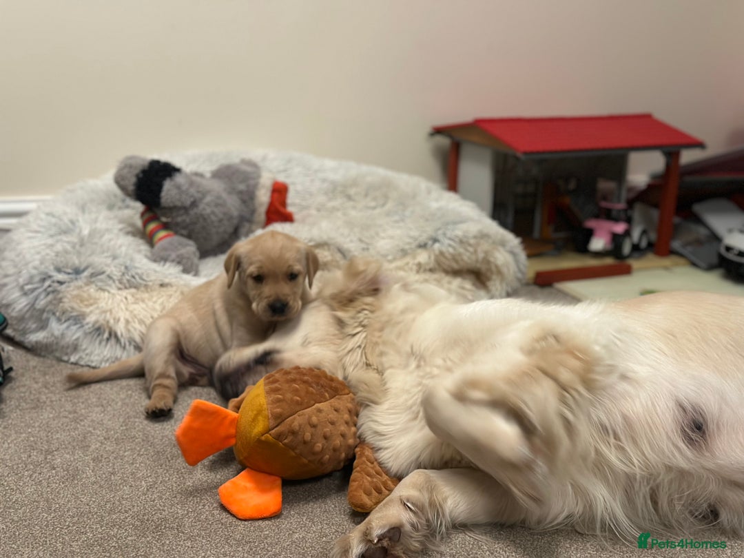 Golden Retriever dogs for sale: Friendly happy healthy, stunning puppies  - Advert 13