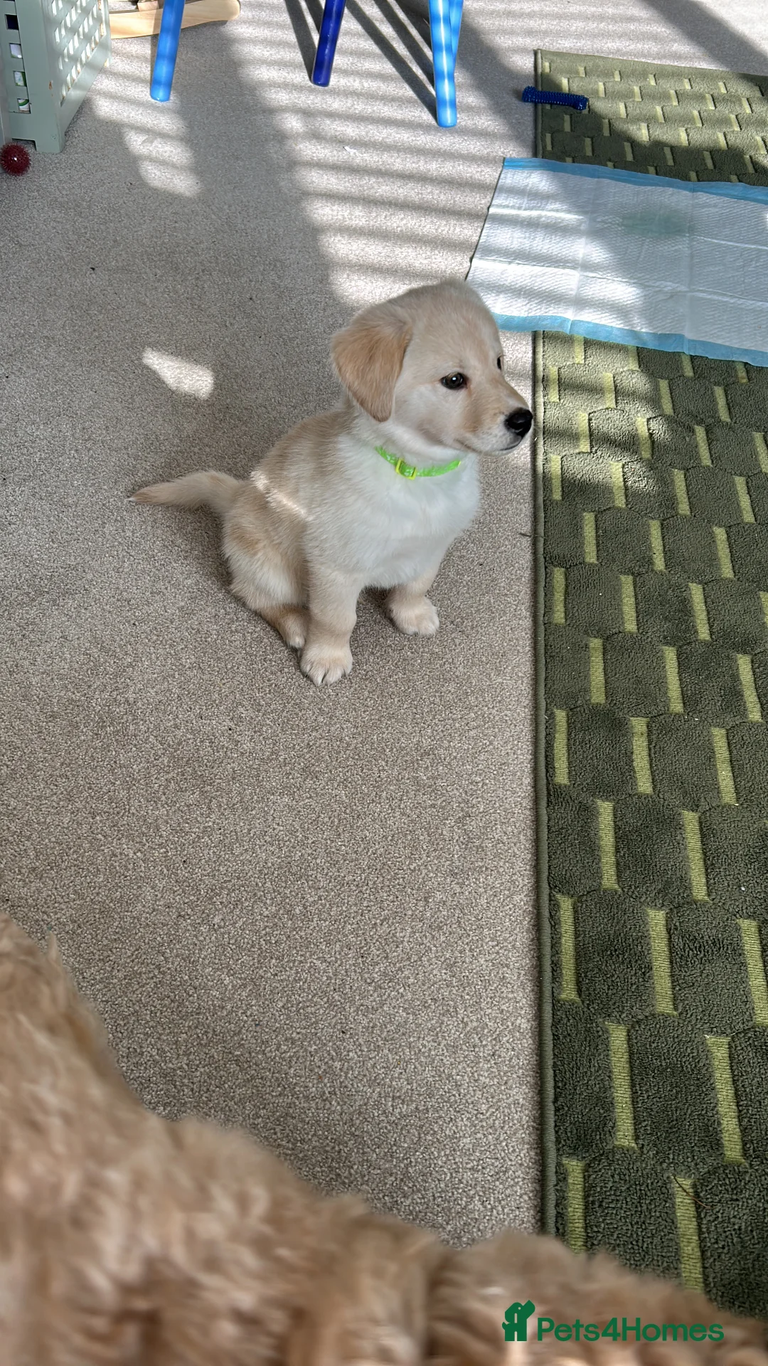 Mixed Breed dogs for sale: 1 year old male dog husky cross labordoodle  - Advert 5