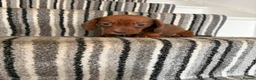 Dachshund dogs for sale: 🐾 Gorgeous Mini Dachshund Puppies 1 Boy & 1 Girl  - Advert 14