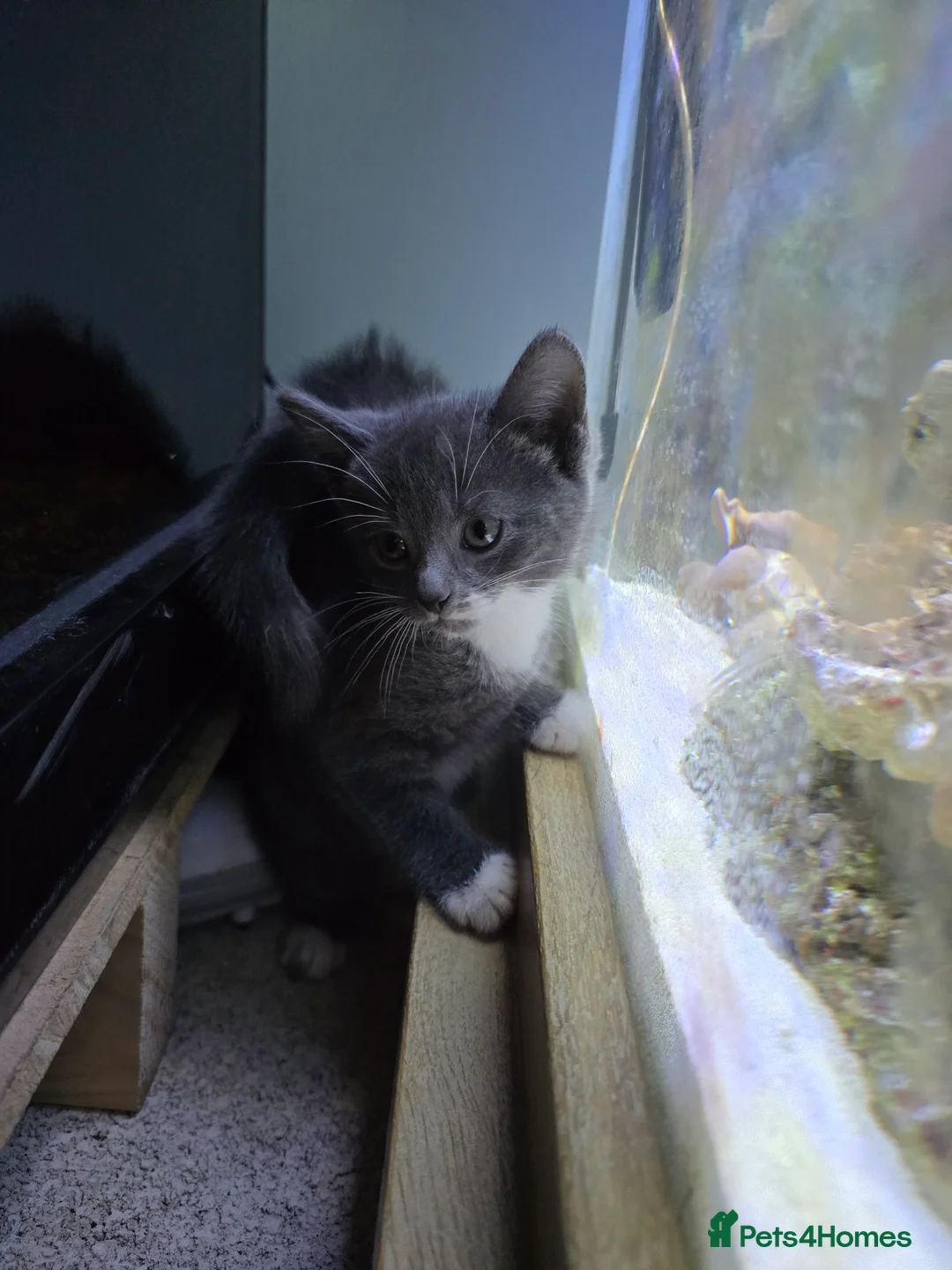 Mixed Breed cats for sale: british short haired mix. - Advert 5