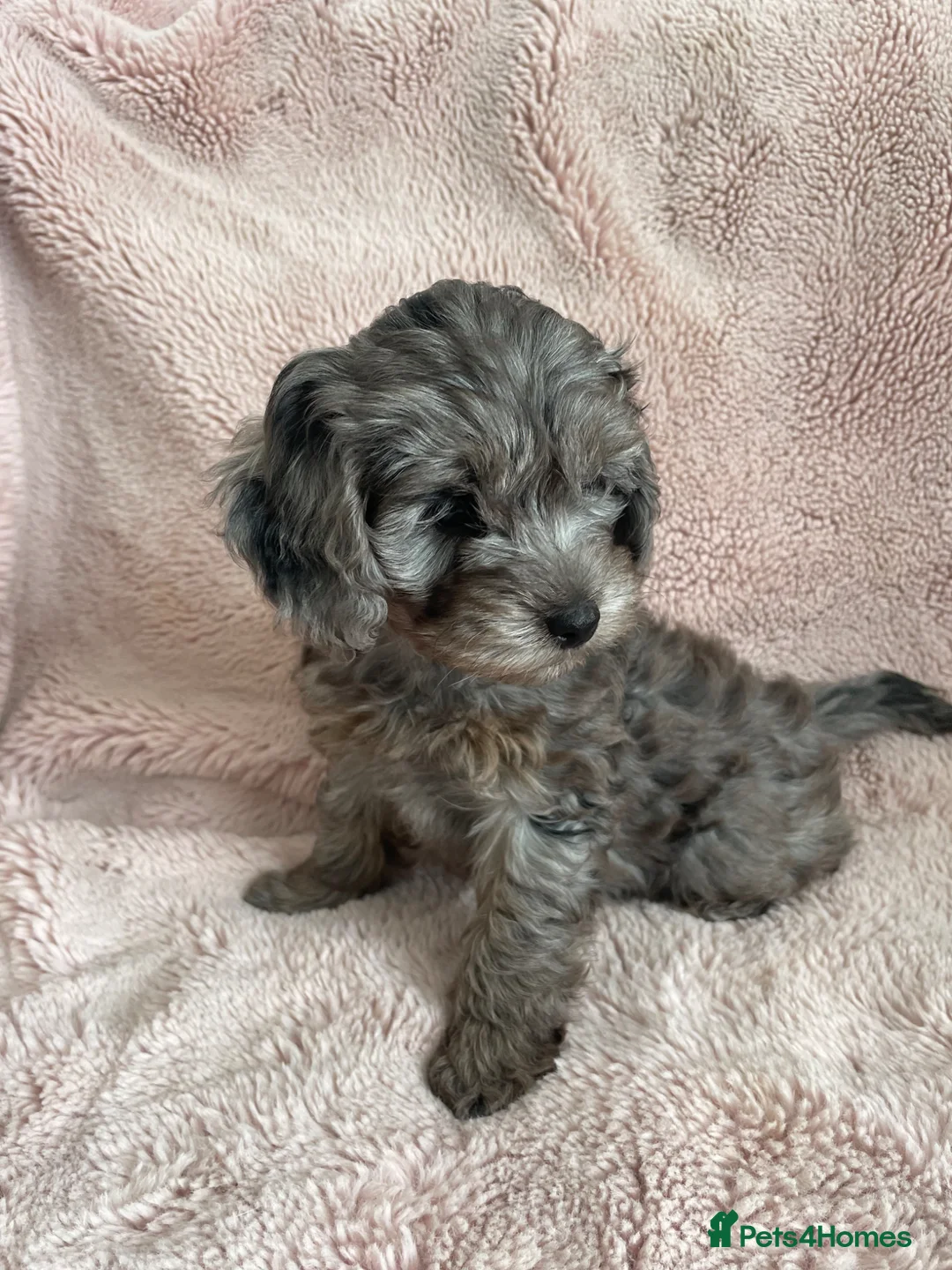 Cockapoo dogs for sale: 4 Toy cocker poos  - Advert 2