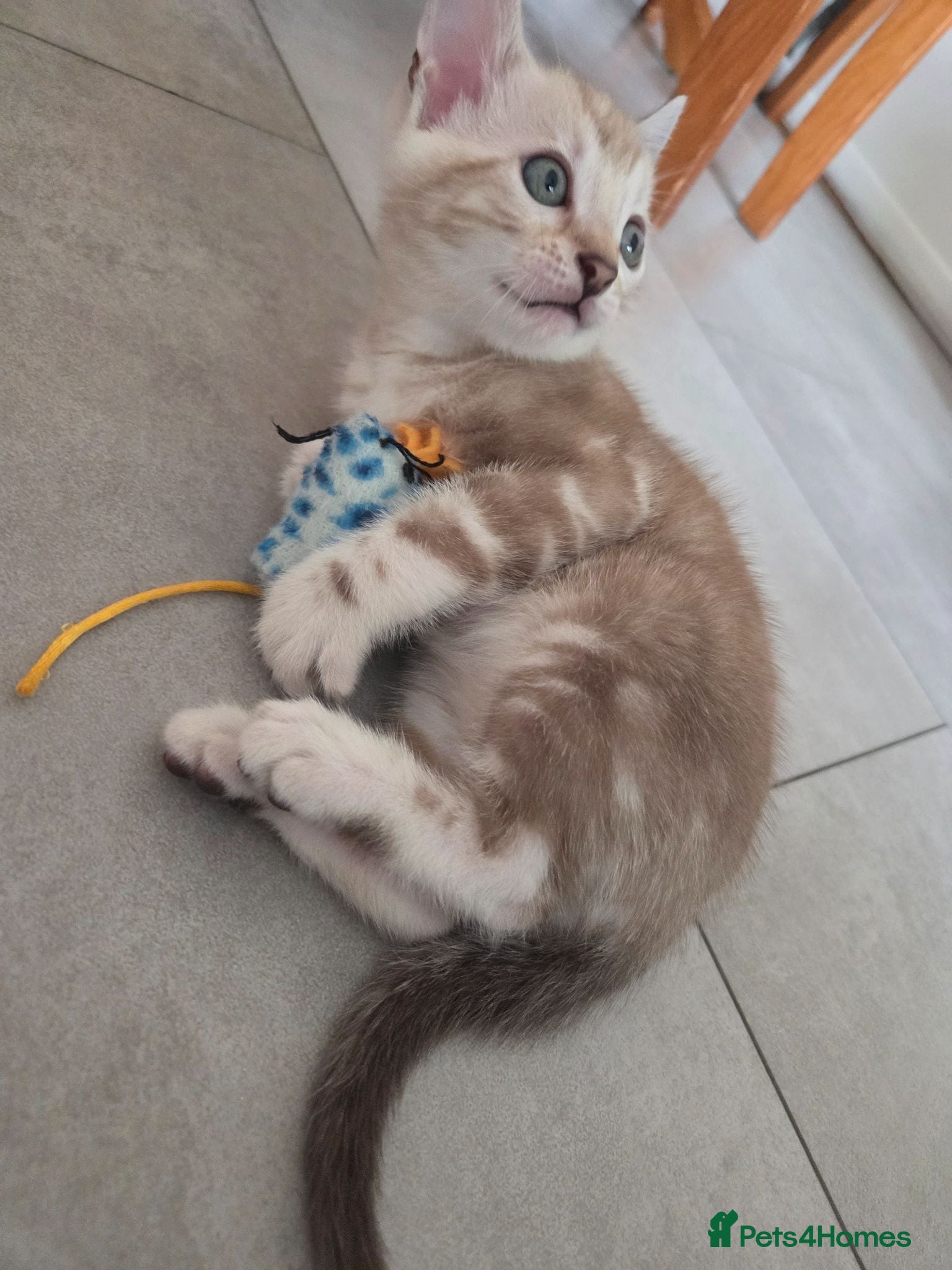 Bengal cats Pure Bengals Stunning Colour-(2left 1girl/1boy)) - Advert 2