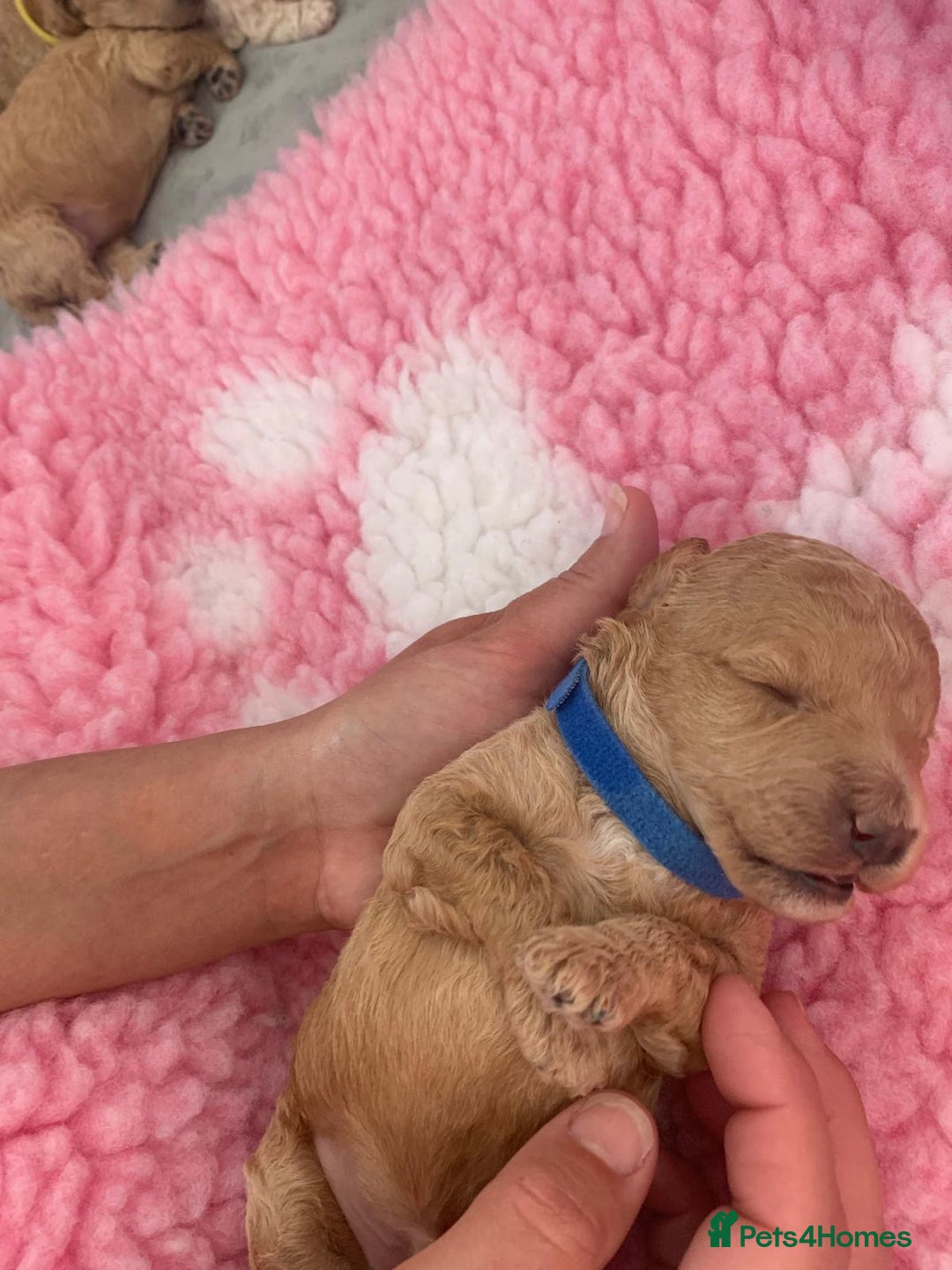 Labradoodle dogs for sale: Multi- Generation Toy/Mini parti Labradoodles   - Advert 13