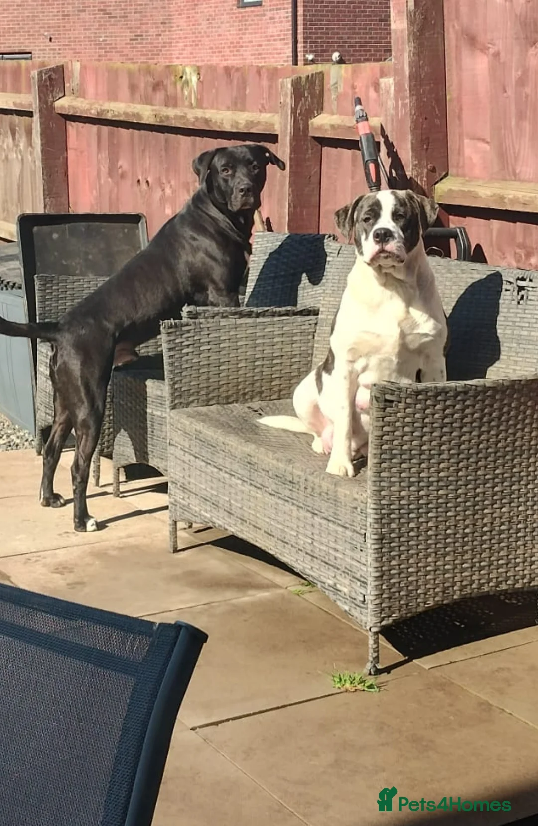 Mixed Breed dogs for sale: A lovely litter of mixed breed  - Advert 1