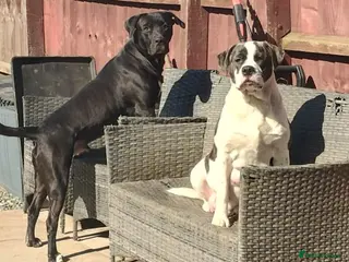 Mixed Breed dogs A lovely litter of mixed breed - Advert 4