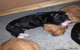 Labradoodle dogs for sale: F1b Miniature Labradoodle Puppies  - Advert 4