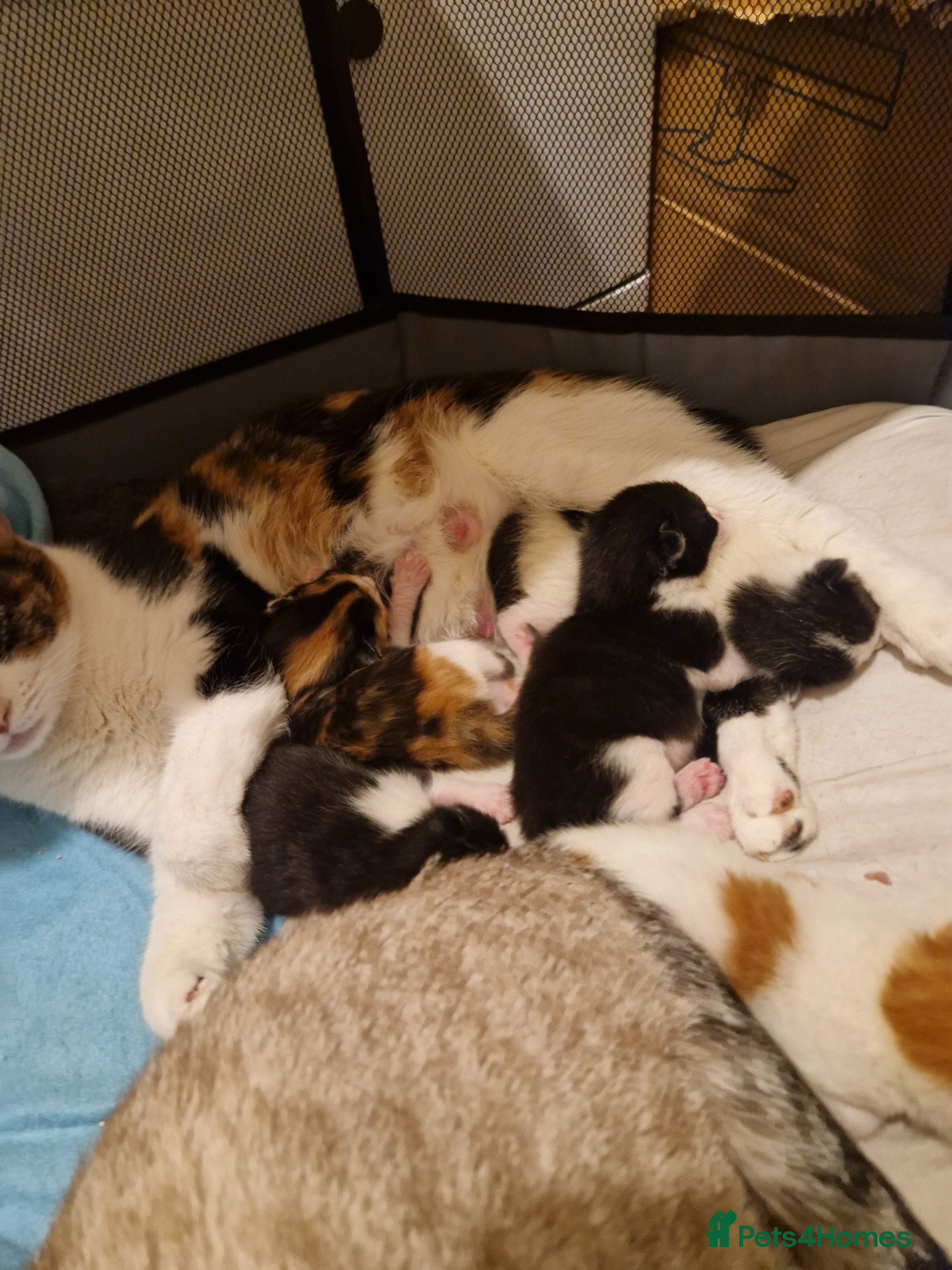 Mixed Breed cats 5 adorable chunky kittens. - Advert 2