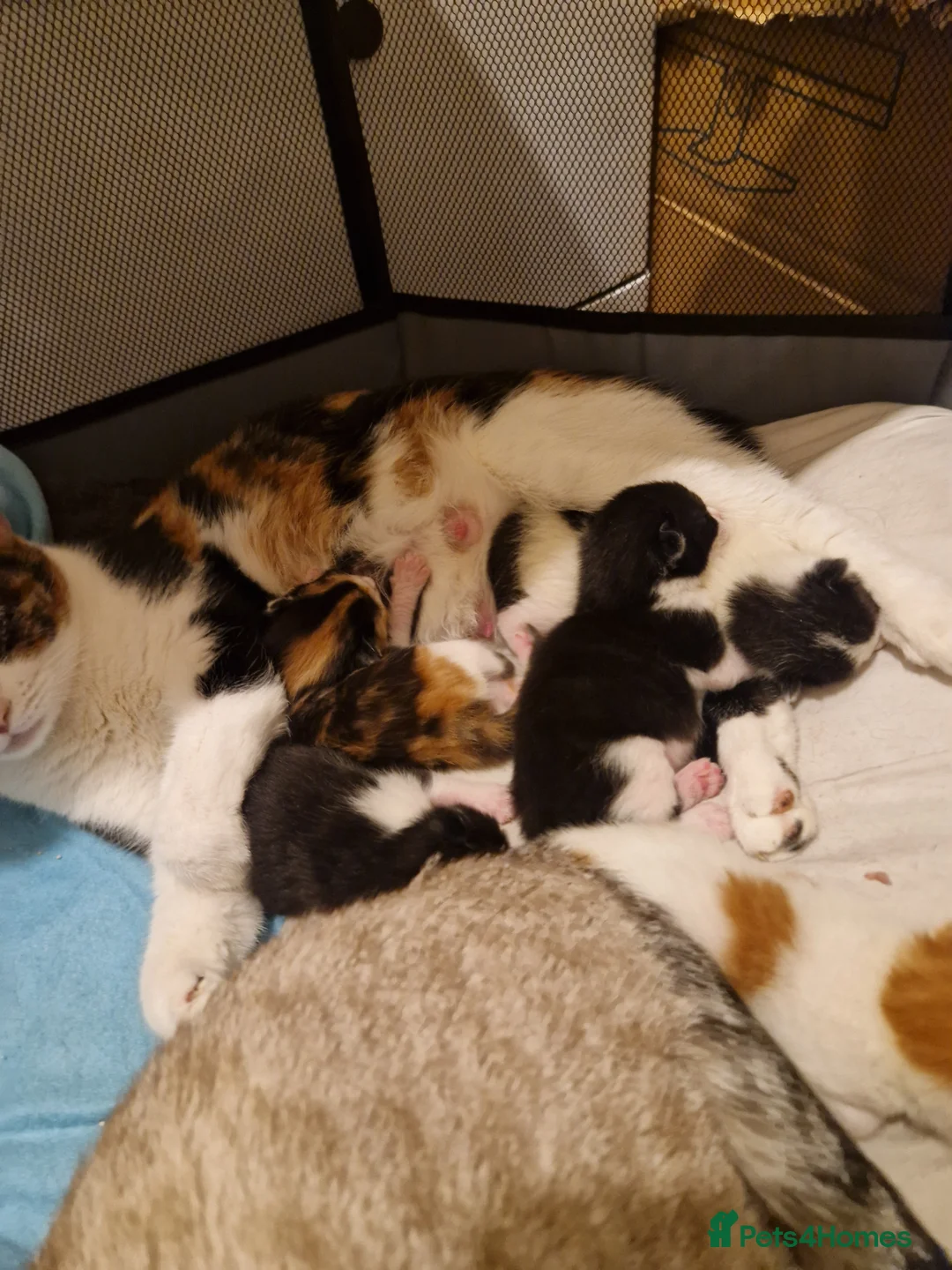 Mixed Breed cats for sale: 5 adorable chunky kittens. - Advert 1