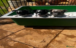 Chihuahua dogs for sale: 3 Long Coat Parti Boys - Image 1